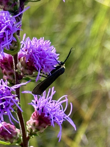Yellow-collared Scape Moth