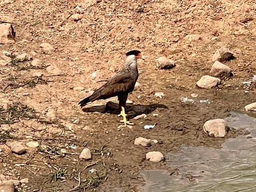 Crested Caracara observed by marcmez