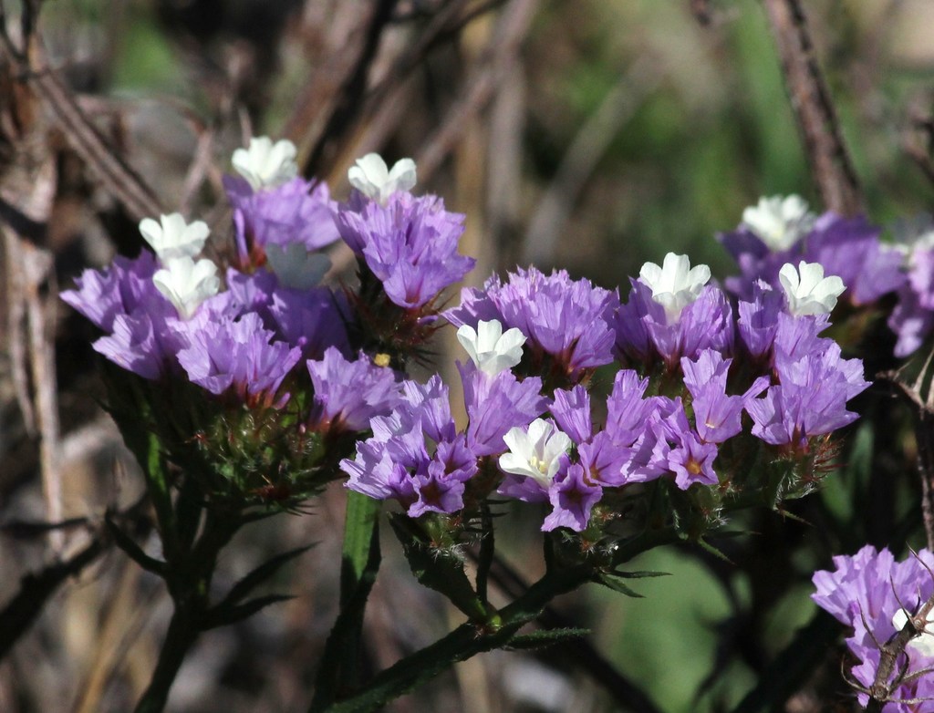 Limonium sinuatum — a medium houseplant, prefers full sun light