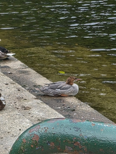 Common Merganser observed by skyelar1