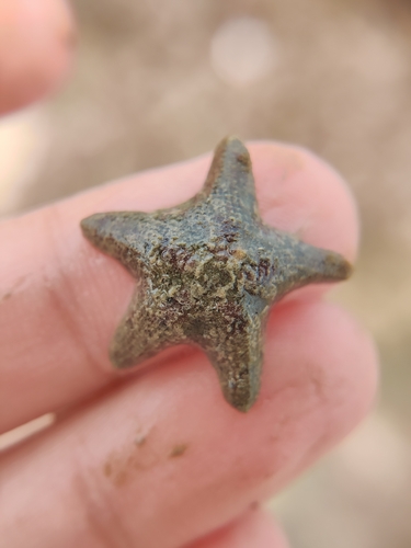 Crown reef star