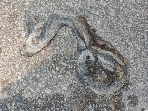Greater Reticulated Python