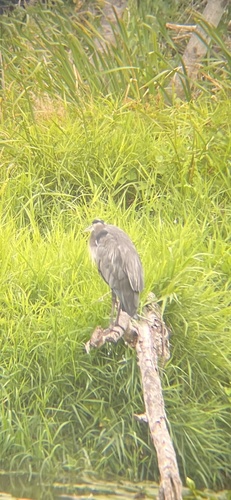 Great Blue Heron observed by tao