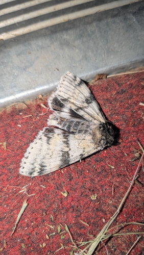 White Underwing