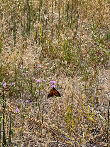iNaturalist observation photo of Monarch
