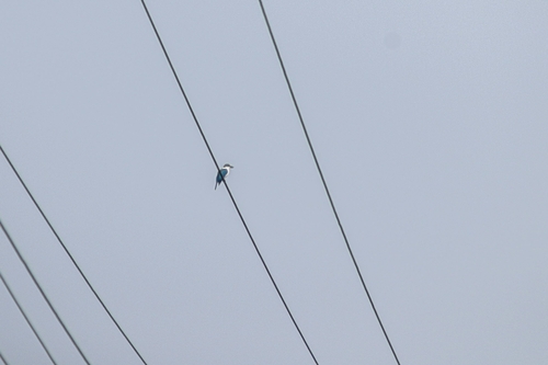 Collared Kingfisher