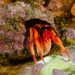 Queensland Hermit Crab - Photo (c) Ian Shaw, all rights reserved, uploaded by Ian Shaw