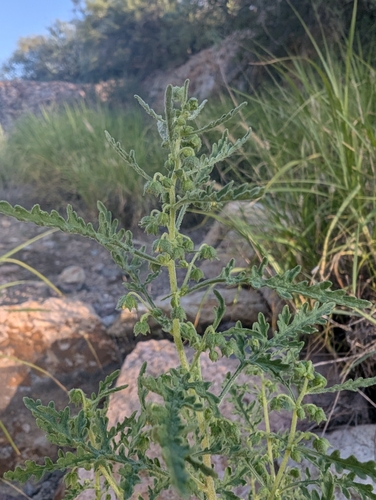 Ragged Marsh-elder