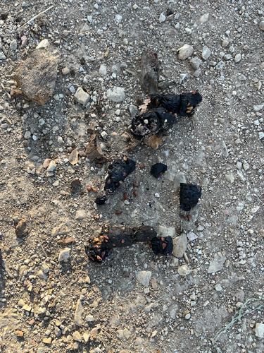 iNaturalist observation photo of Vertebrates