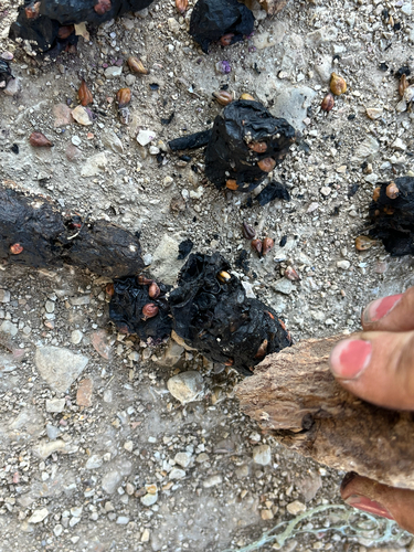 iNaturalist observation photo of Vertebrates