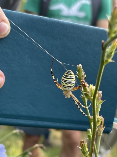 Wasp Spider