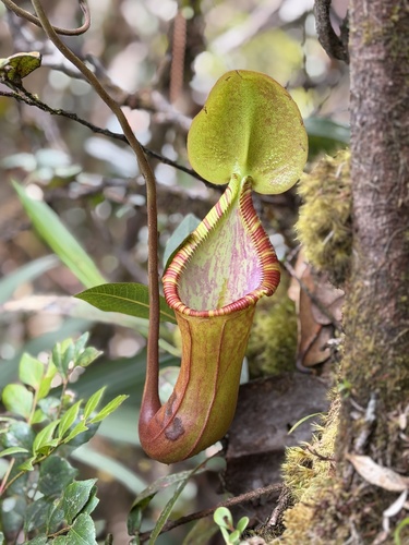 Nepenthes × trusmadiensis