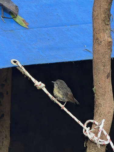 Snowy-browed Flycatcher