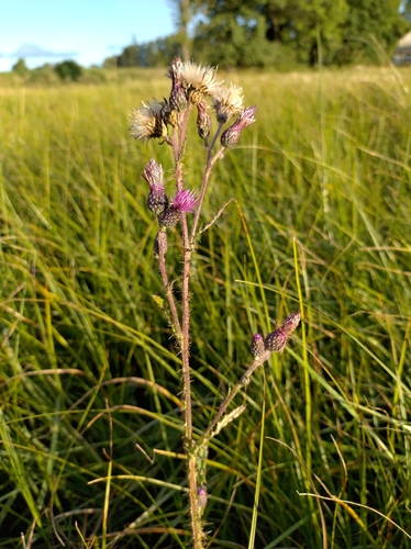 Marsh Thistle
