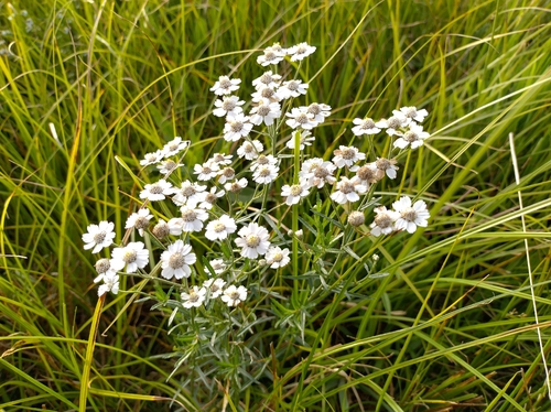 Sneezewort