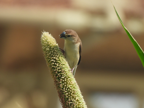 Indian Silverbill