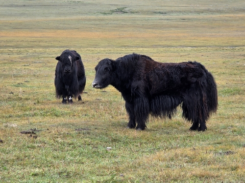 Domestic Yak