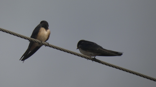 Barn Swallow