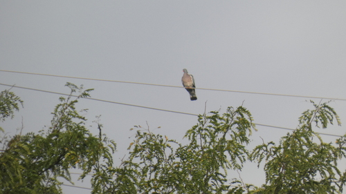Common Wood-Pigeon