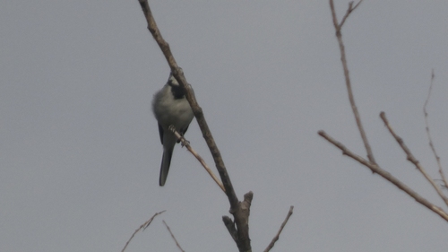 White Wagtail