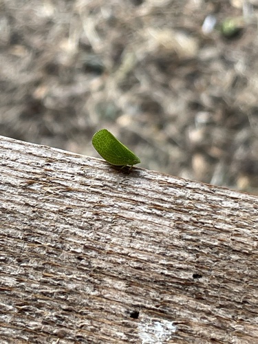 Green Cone-headed Planthopper