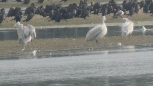 Great White Pelican