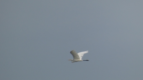 Great Egret