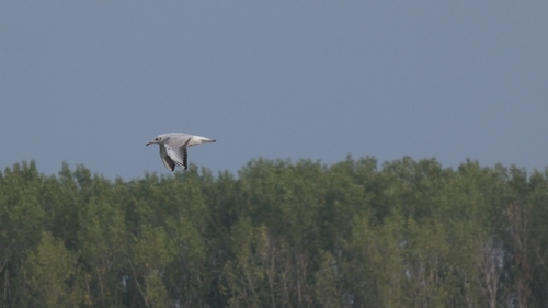 Black-headed Gull