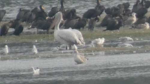 Great White Pelican