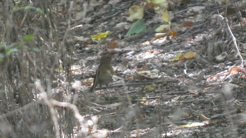European Robin