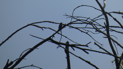 Spotted Flycatcher