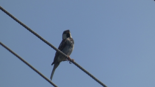 House Sparrow