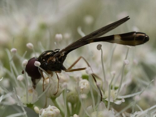 Common Dainty