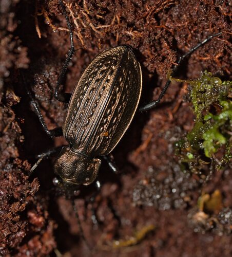 Granulated Ground Beetle