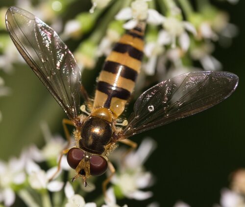 Banded Thintail