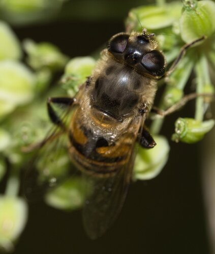 Common Drone Fly