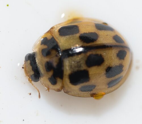Fourteen-spotted Lady Beetle