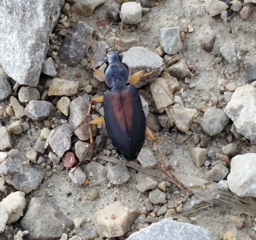 Dolichus halensis