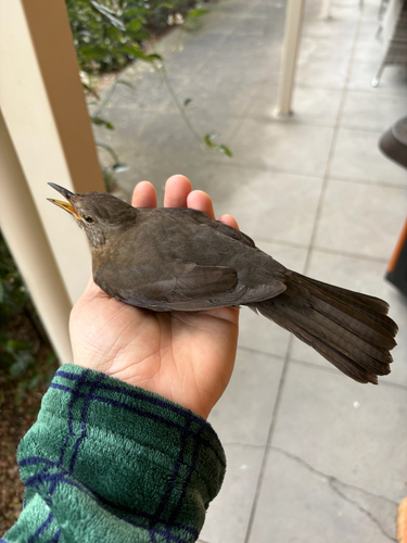 Eurasian Blackbird
