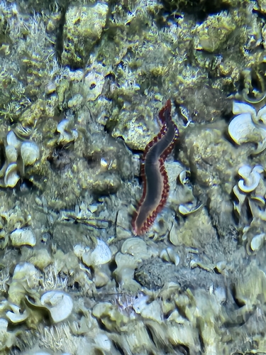 Bearded Fireworm