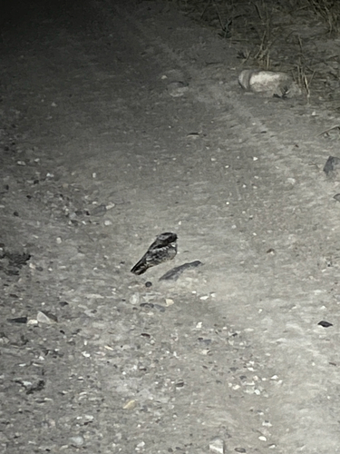 Common Poorwill