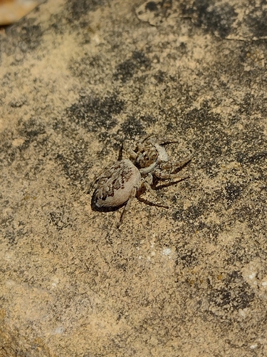Half-edged Wall Jumping Spider
