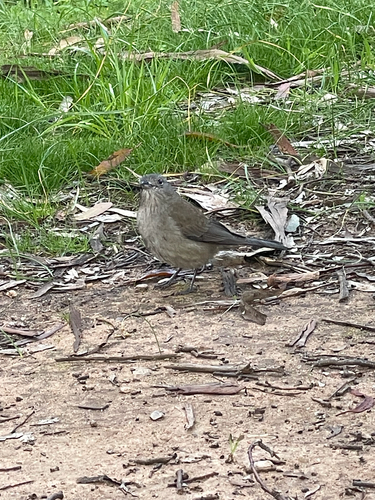 Gray Shrikethrush