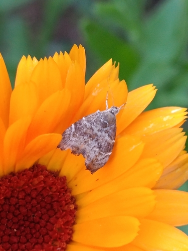 fig-tree skeletonizer moth