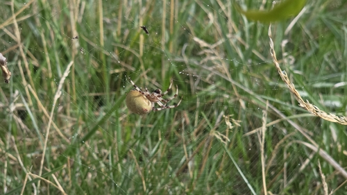 Four-spot Orbweaver