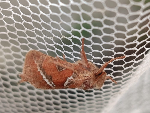 Orange Swift