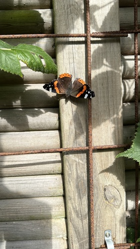Red Admiral