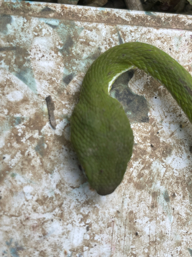 White-lipped Pit Viper