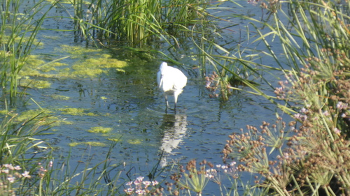 Little Egret