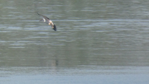 Great White Pelican